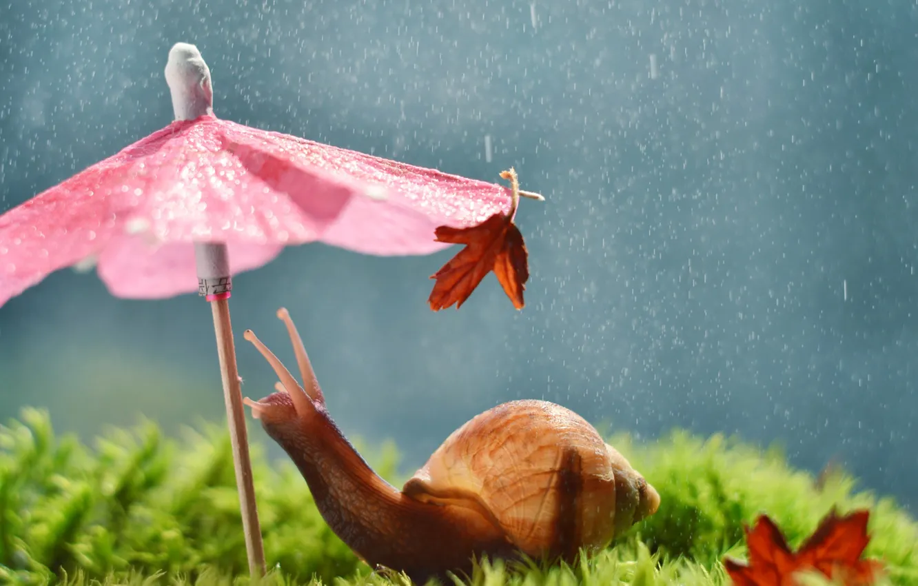 Photo wallpaper umbrella, rain, snail