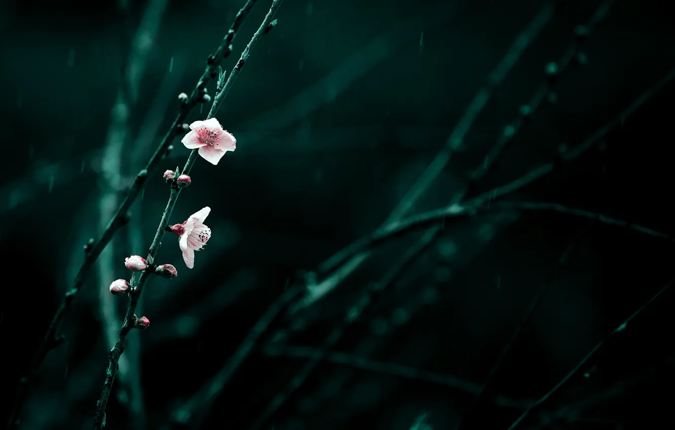 Photo wallpaper flowers, branches, cherry, rain, spring, pink, flowering