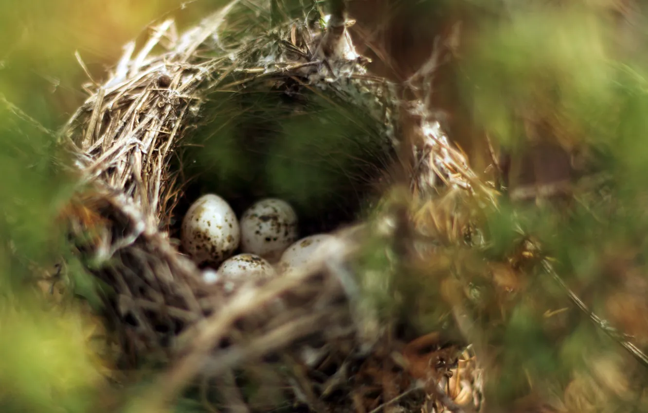 Photo wallpaper animal, bird, socket