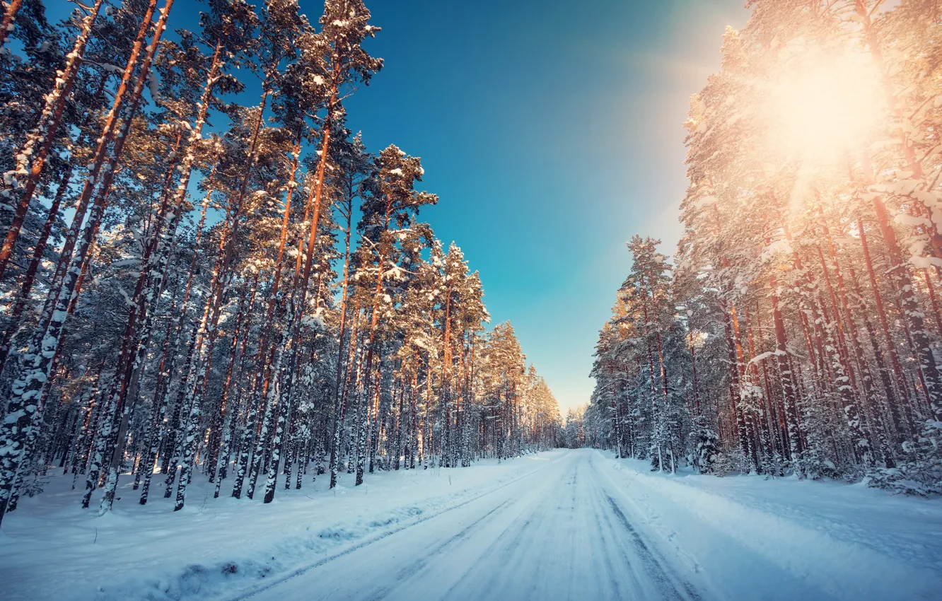 Photo wallpaper Winter, Road, Trees, Snow