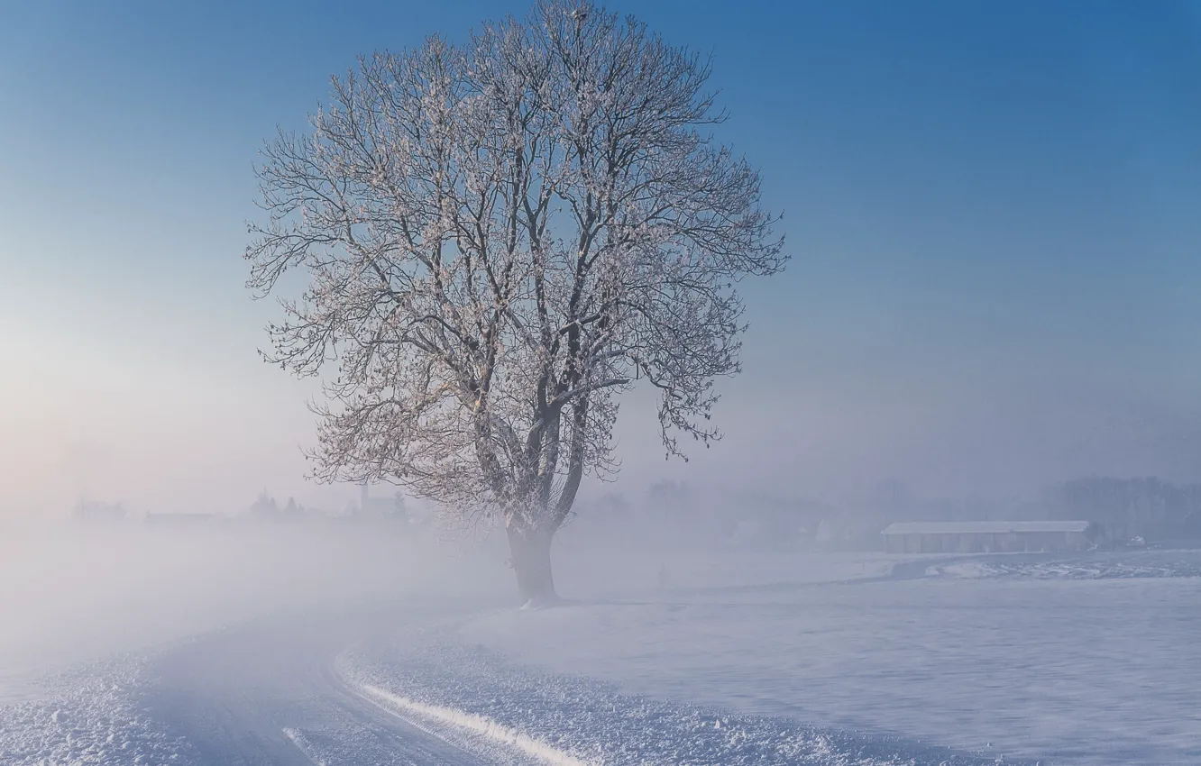 Photo wallpaper winter, road, snow, fog, tree, morning, frosty