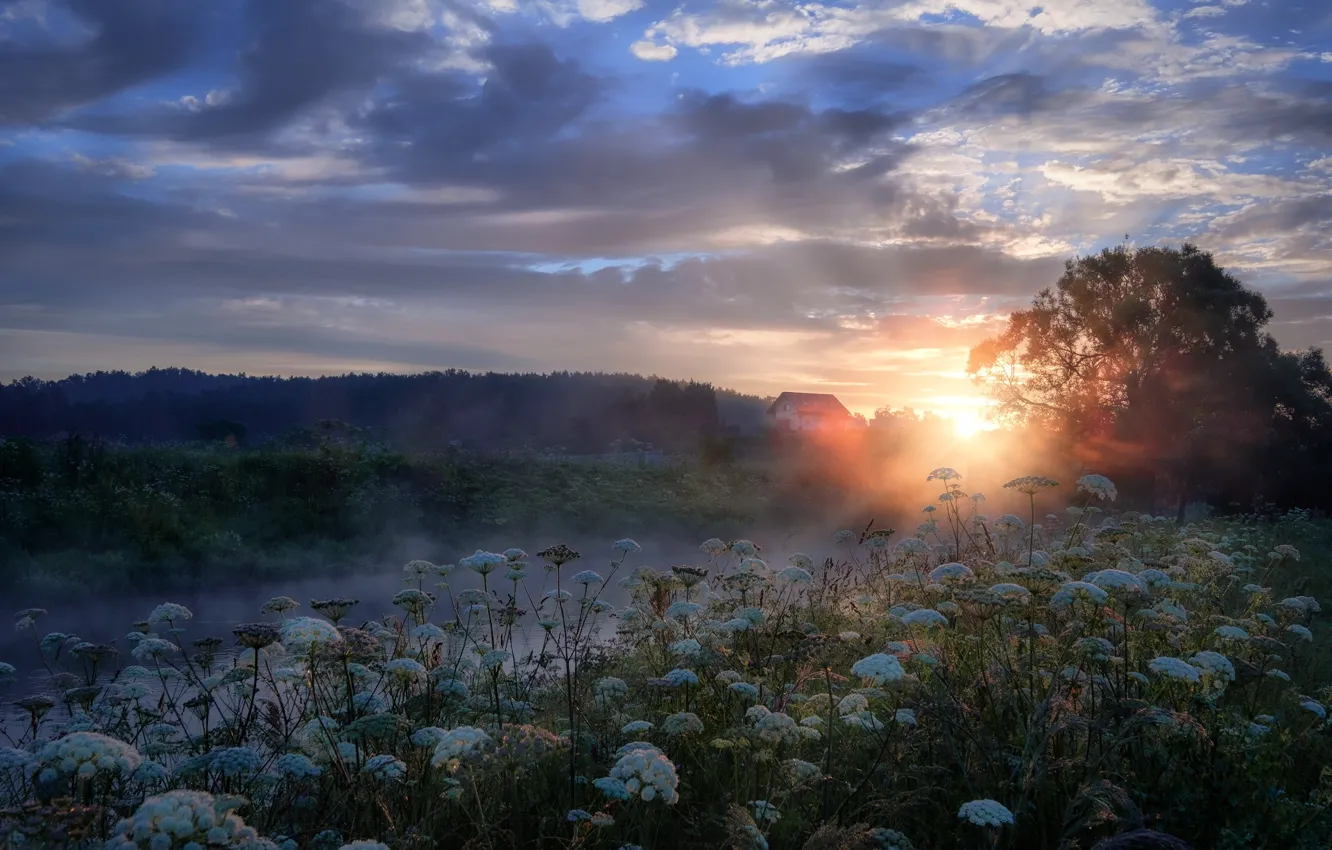 Photo wallpaper forest, summer, grass, the sun, rays, trees, landscape, nature