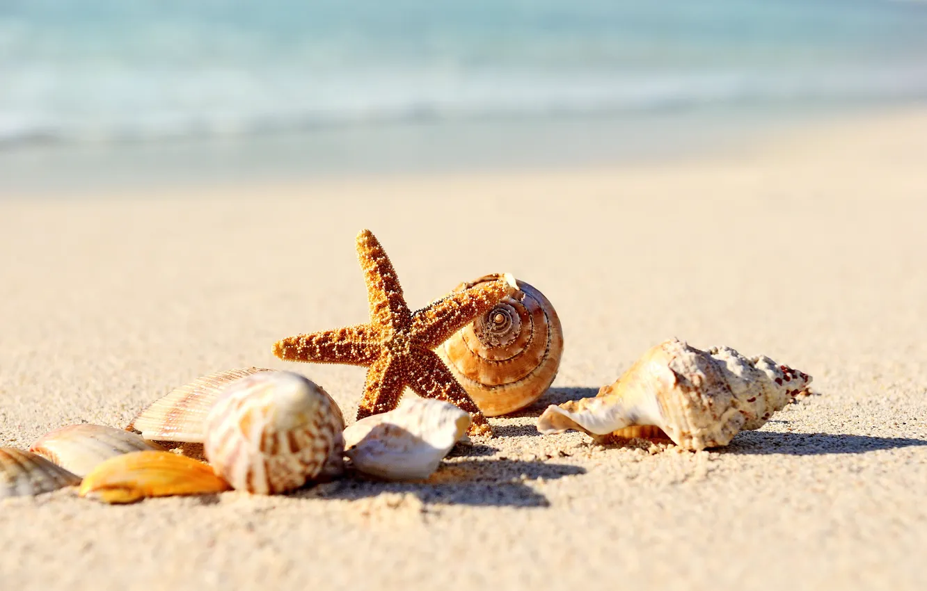 Photo wallpaper sand, sea, beach, shore, shell, summer, beach, sea