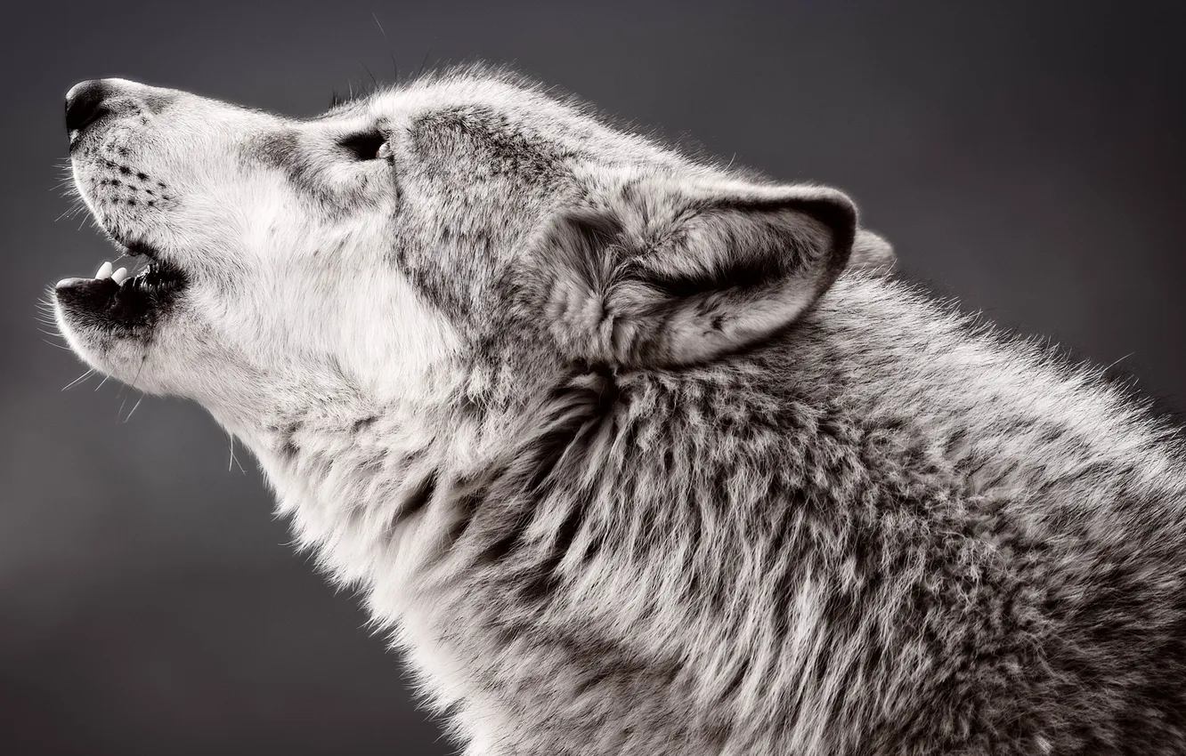 Photo wallpaper wolf, predator, profile, howling