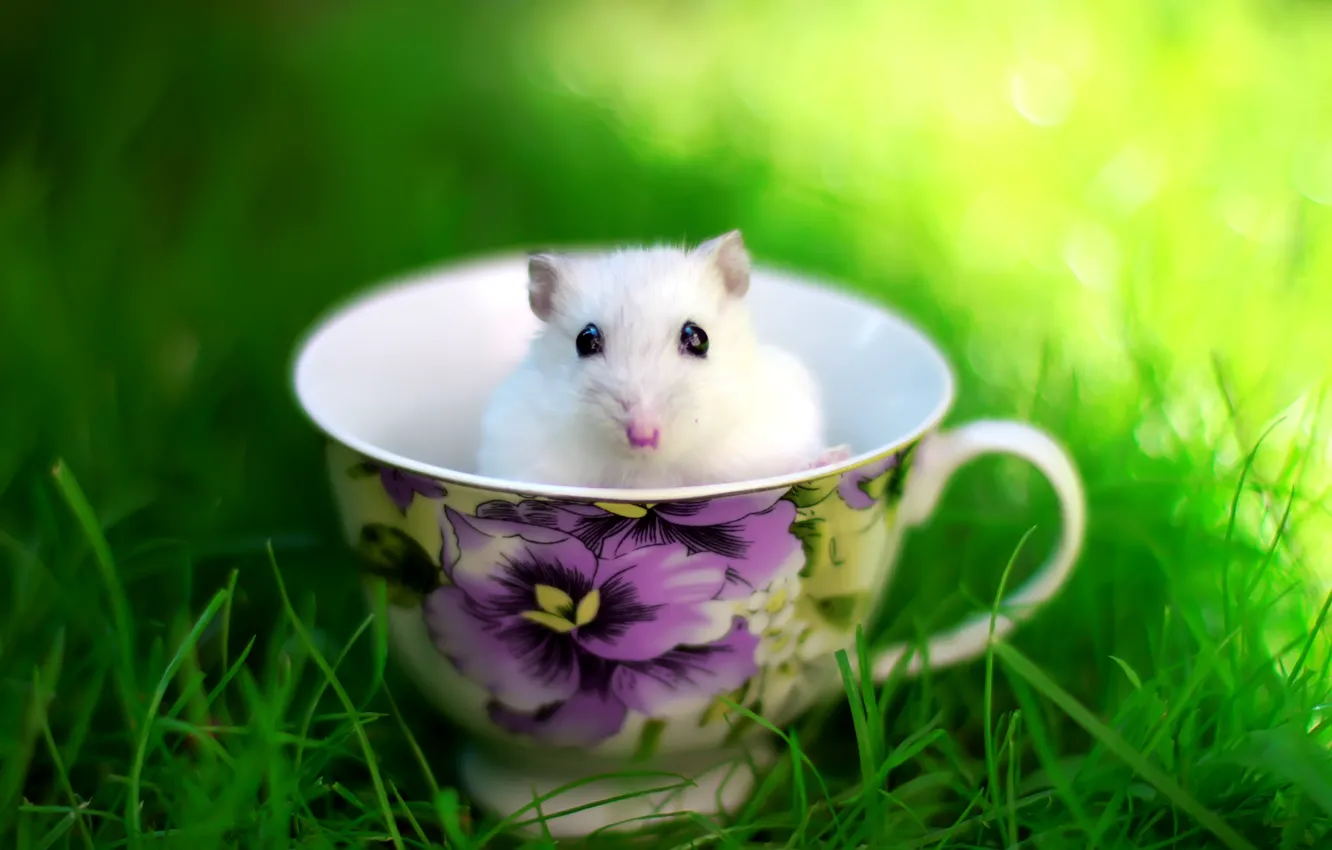 Photo wallpaper summer, grass, glade, mouse, Cup