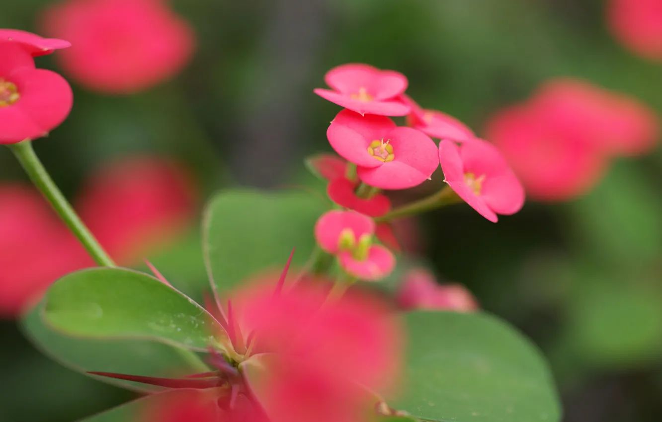 Photo wallpaper greens, leaves, macro, flowers, blur, pink