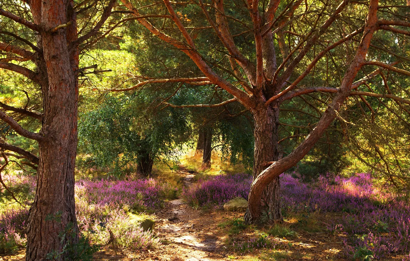 Photo wallpaper forest, summer, light, trees, flowers, branches, Park, thickets