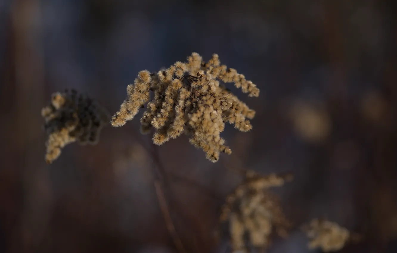 Photo wallpaper winter, macro, sprig, background, pussy
