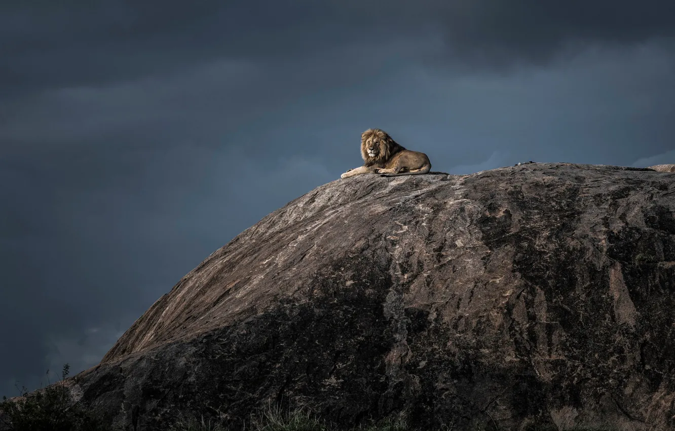 Photo wallpaper the storm, the sky, Leo, king, The Lion King, Tanzania, Serengeti, Serengeti National Park