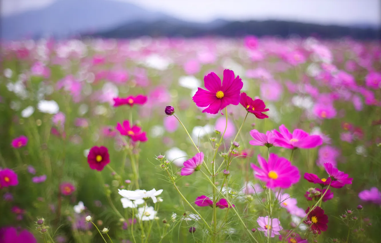 Photo wallpaper field, macro, flowers, petals, blur, pink, white, raspberry