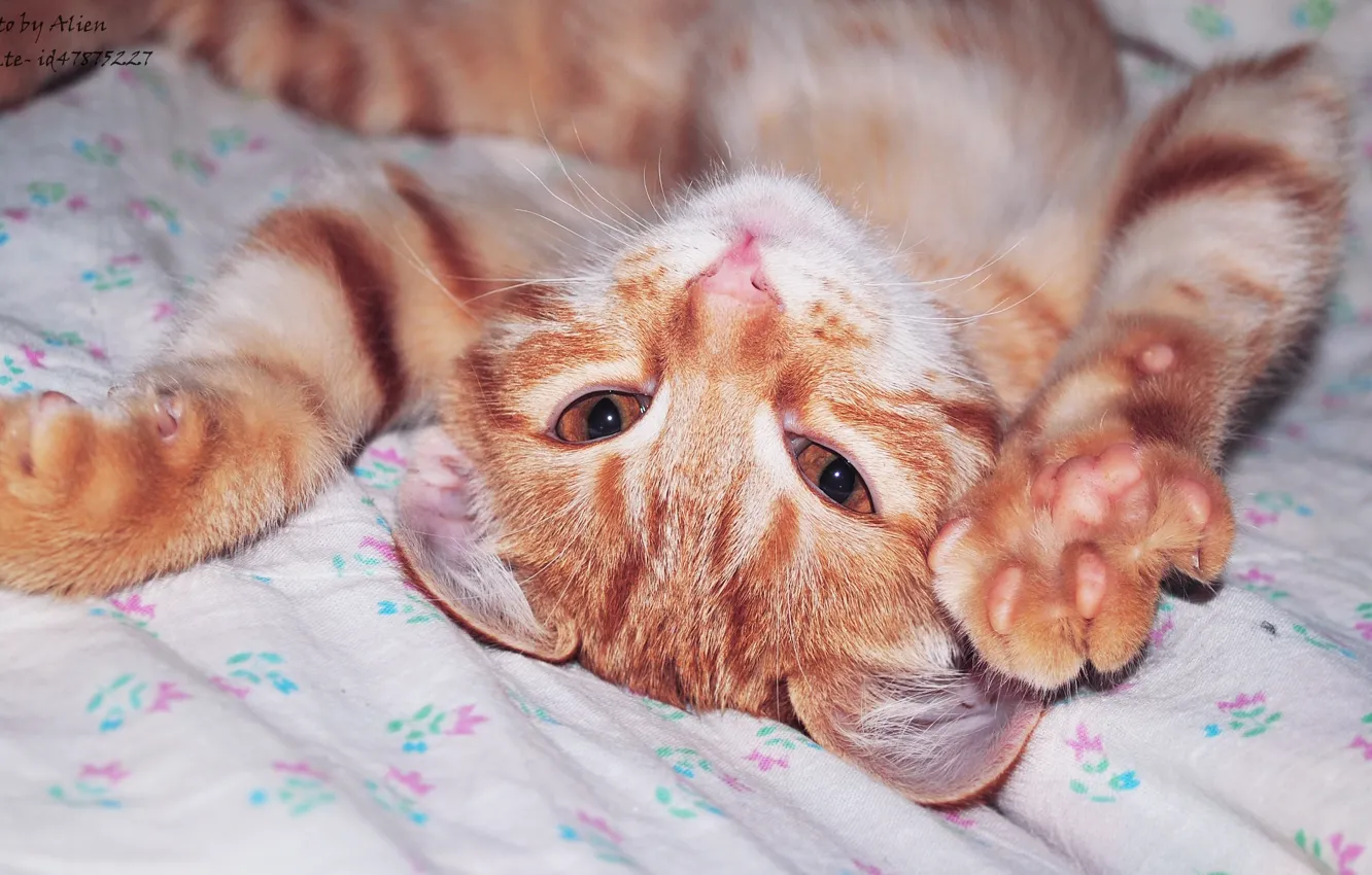 Photo wallpaper cat, cat, animal, red cat