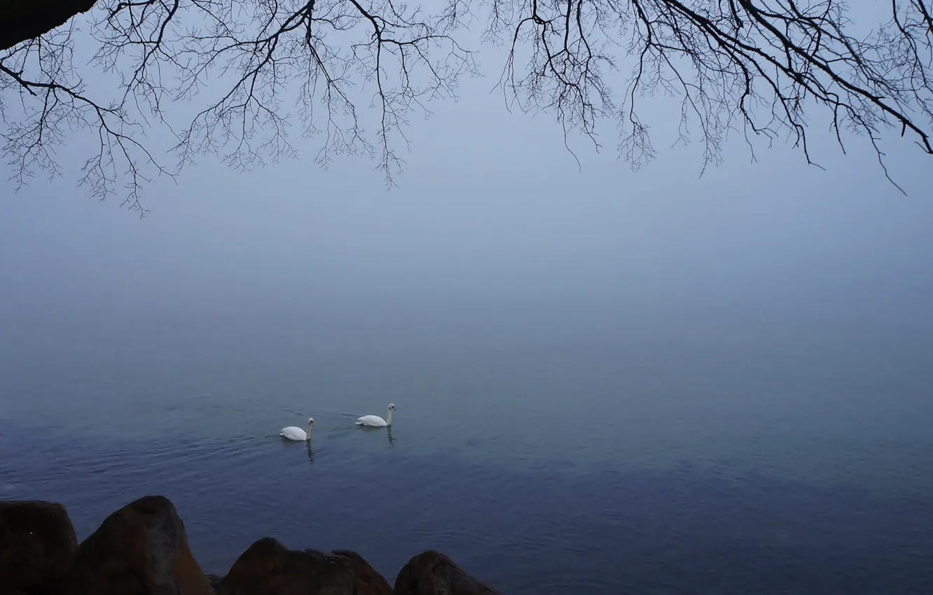 Photo wallpaper white, swan, bird, water, lake, swim