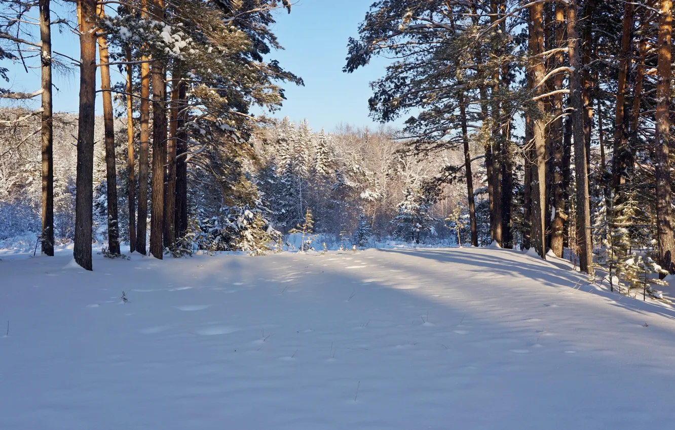 Photo wallpaper winter, forest, the sun, snow, trees, nature, frost, pine
