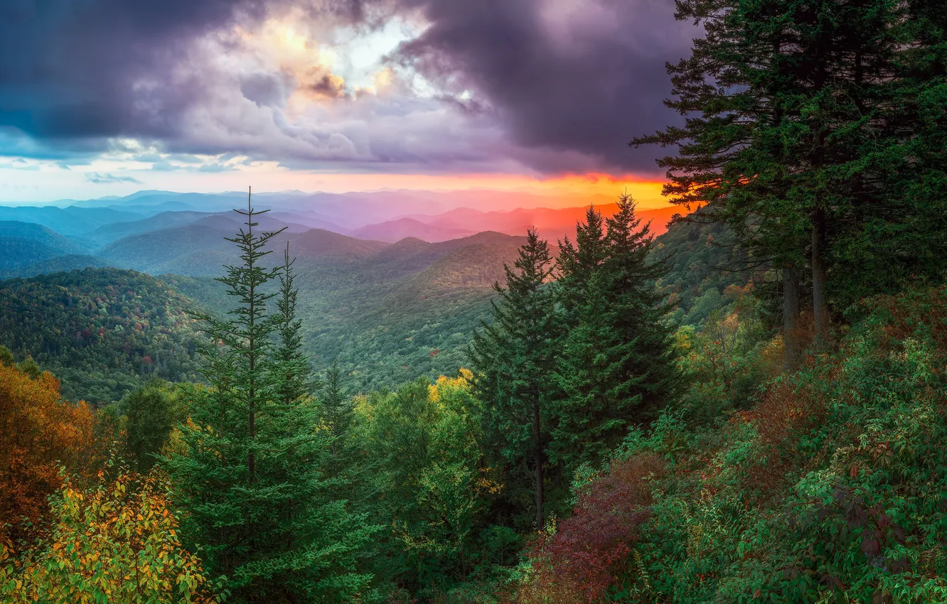 Photo wallpaper forest, the sky, landscape, mountains, tree