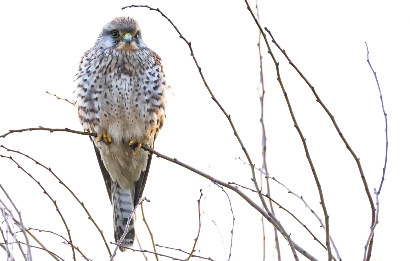 Photo wallpaper branches, nature, bird, Common Kestrel