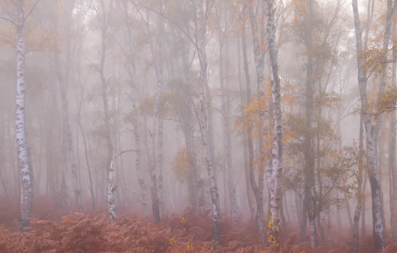Photo wallpaper autumn, forest, branches, fog, foliage, morning, haze, fern
