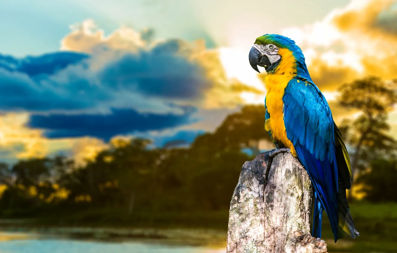 Photo wallpaper the sky, tree, bird, color, stump, feathers, parrot