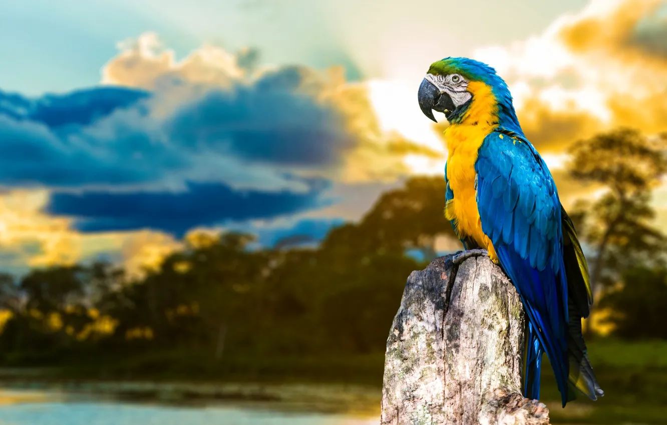 Photo wallpaper the sky, trees, bird, color, stump, feathers, parrot