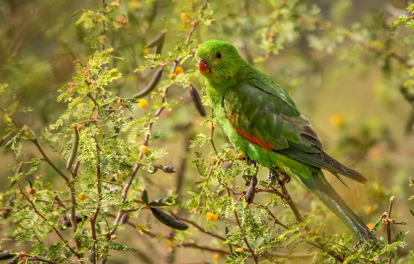 Photo wallpaper branches, green, bird, parrot