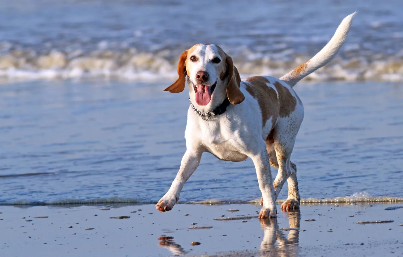 Photo wallpaper sea, landscape, dog