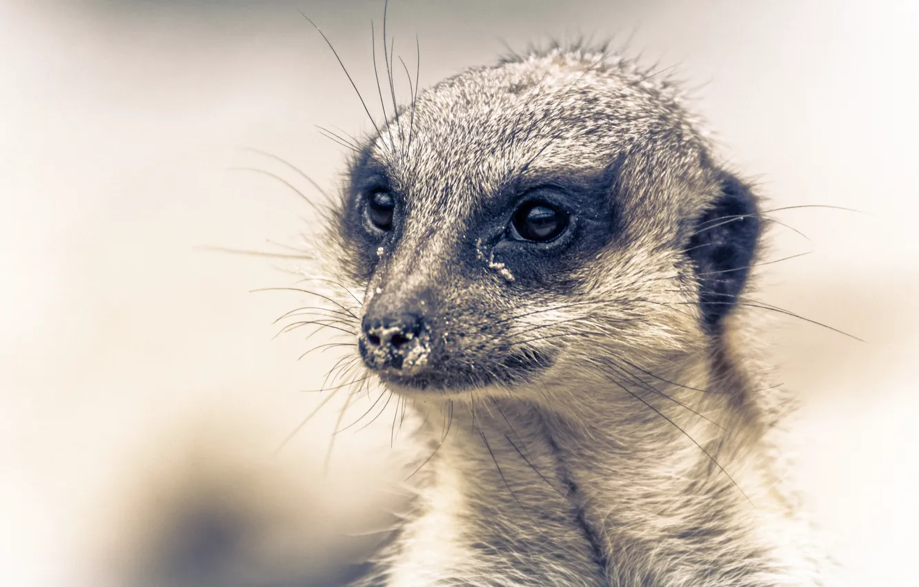 Photo wallpaper look, meerkats, muzzle