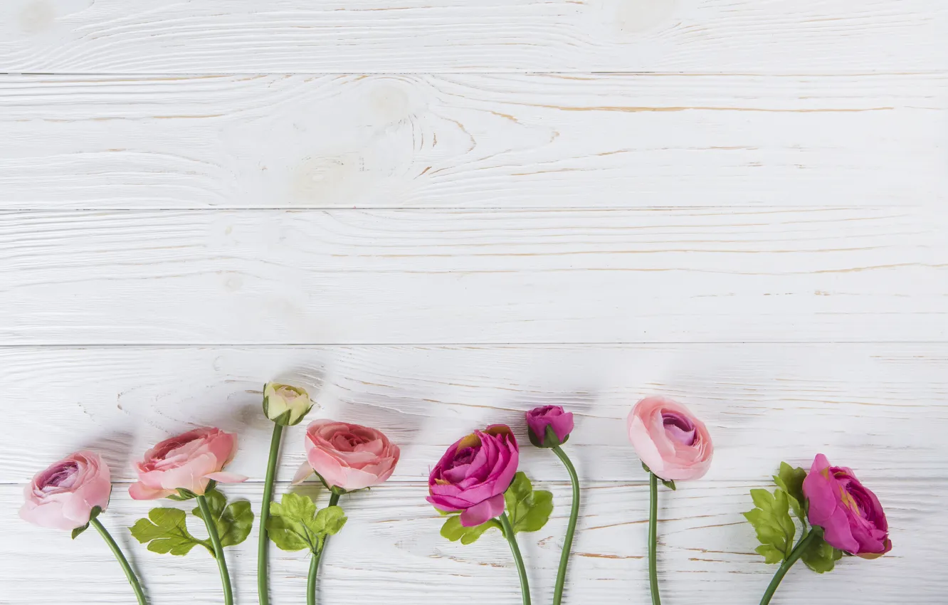 Photo wallpaper flowers, roses, pink, wood, pink, flowers, beautiful, roses