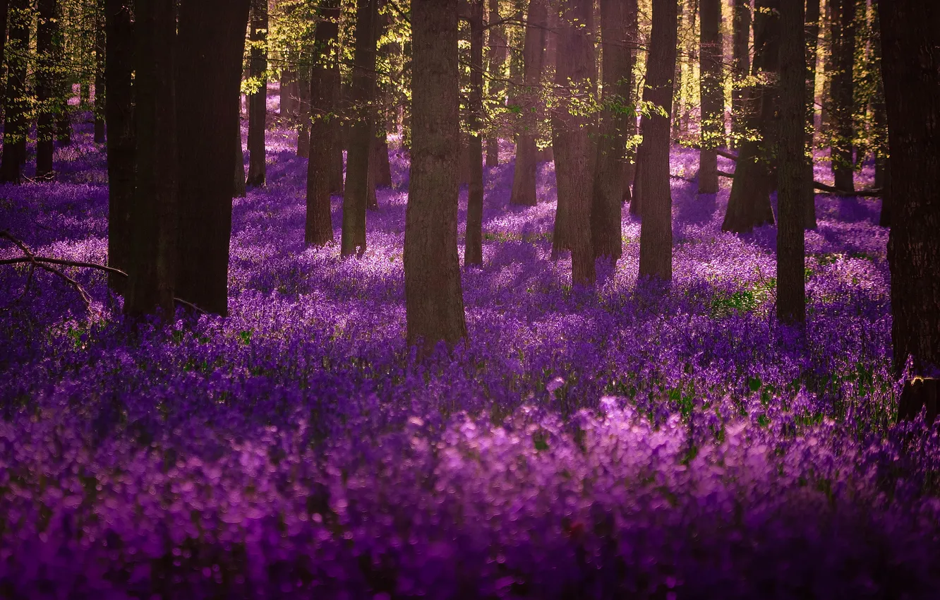 Photo wallpaper forest, trees, flowers, Park, glade, spring, bells, lilac