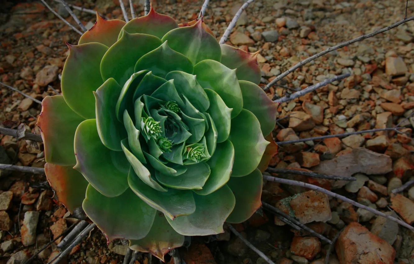 Photo wallpaper macro, flowers, branches, green, pebbles, stones, green, flower