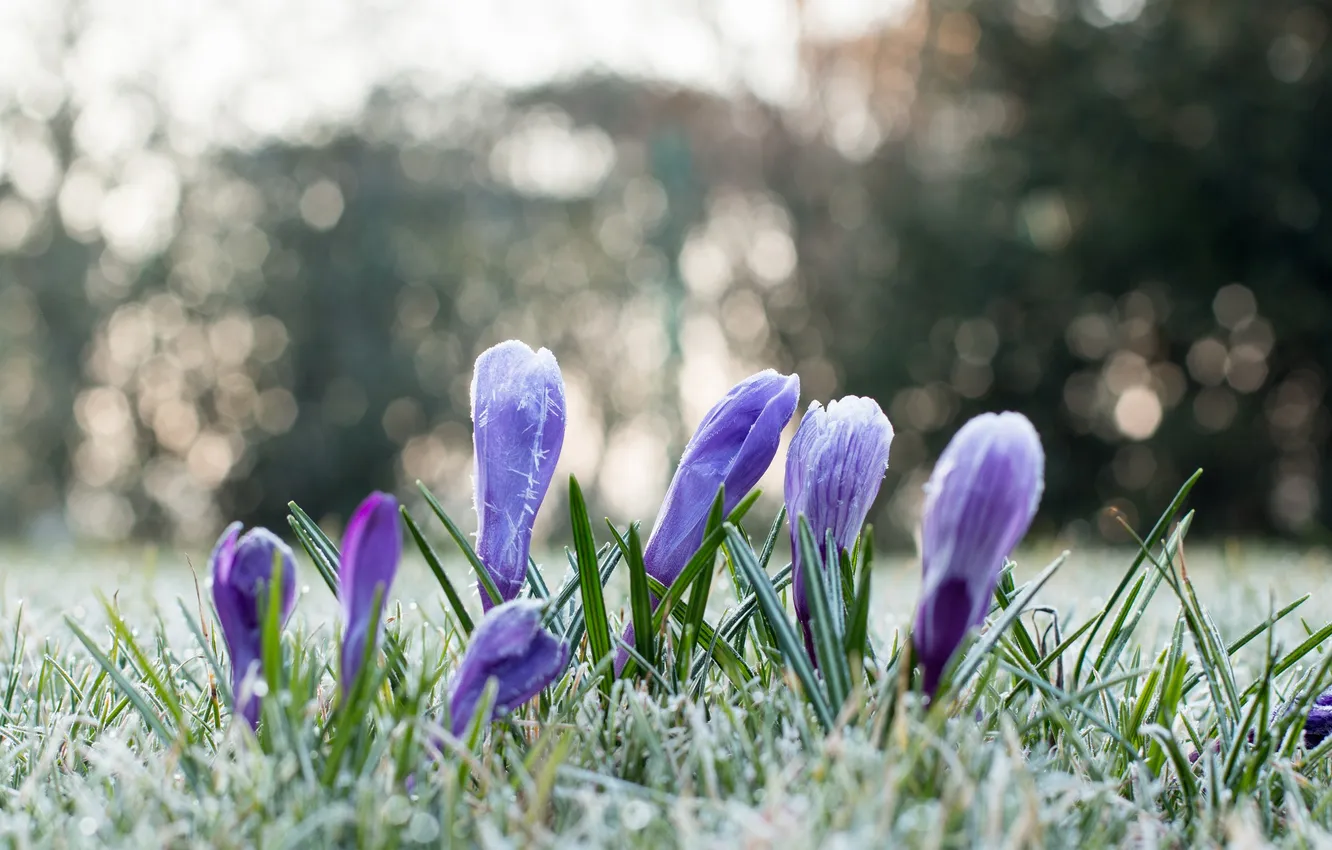 Photo wallpaper frost, flowers, petals, crocuses