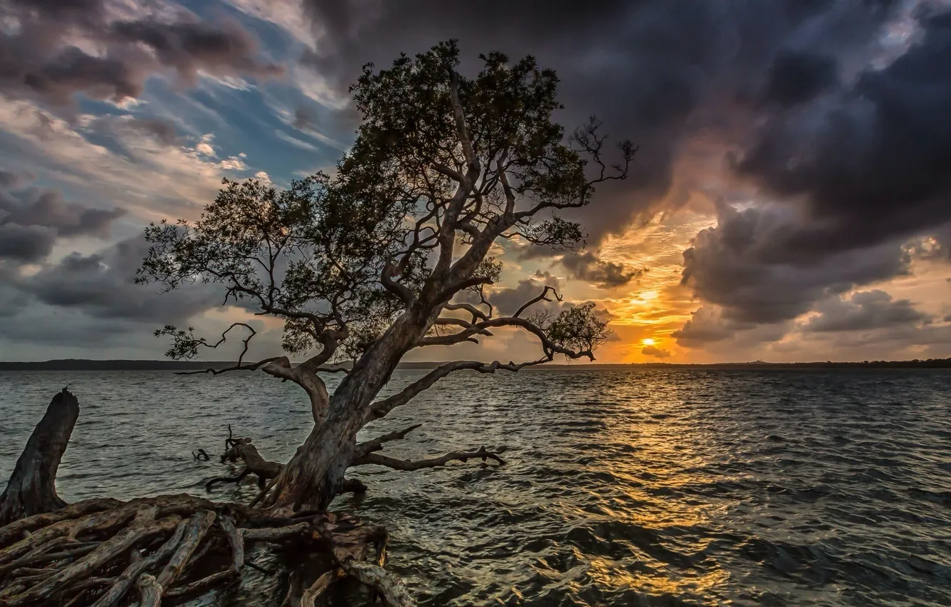 Photo wallpaper sea, the sky, landscape, sunset, tree. branches