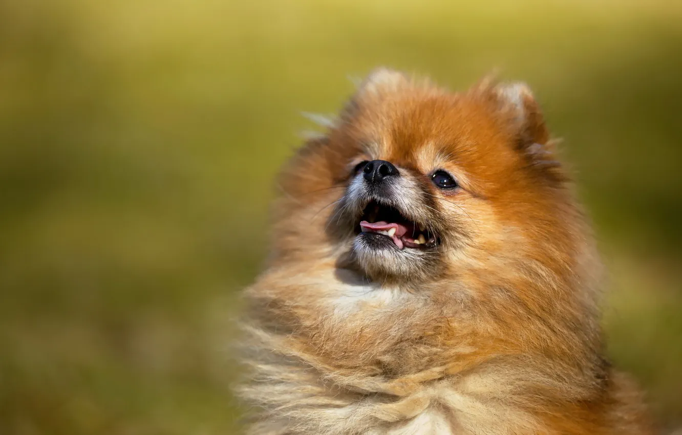 Photo wallpaper look, background, dog