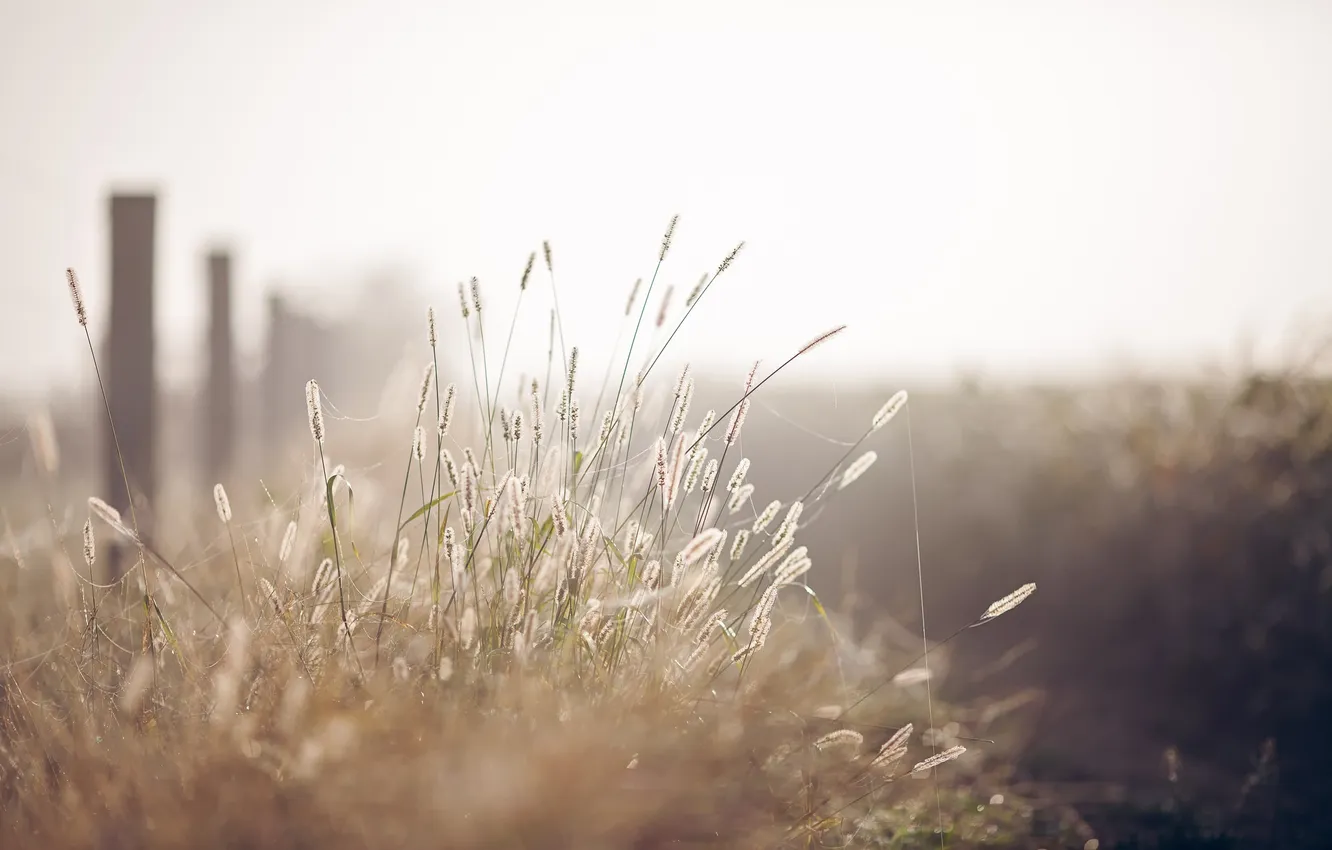Photo wallpaper grass, nature, background