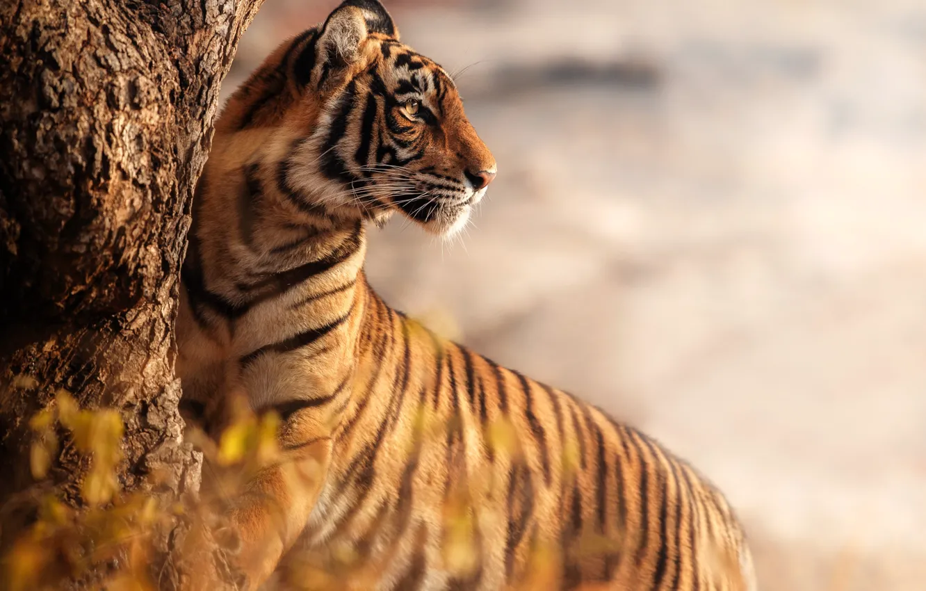 Photo wallpaper nature, tiger, nature, tiger, Bengal Tiger, Bengal tiger, Bengal tigers, 2022