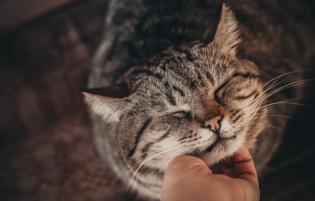 Photo wallpaper Cat, Hand, Cat