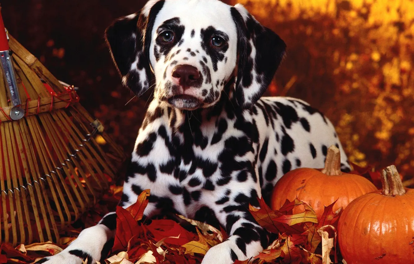 Photo wallpaper autumn, pumpkin, Dalmatians
