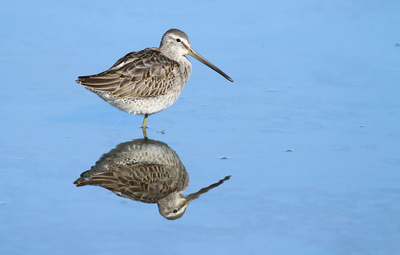 Photo wallpaper bird, lake, reflection, wildlife, dowitcher