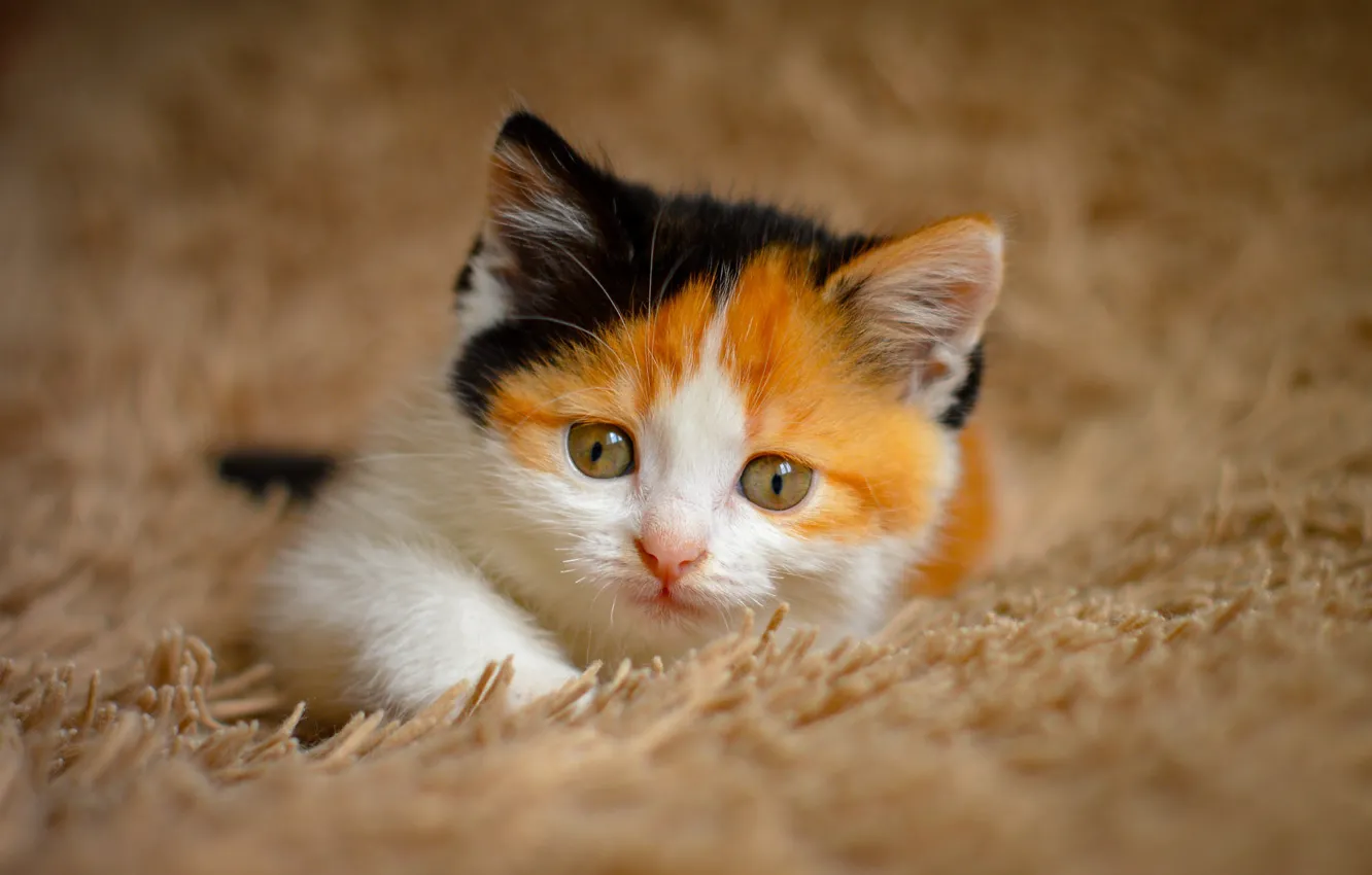 Photo wallpaper cat, look, portrait, muzzle, lies, fur, red, kitty
