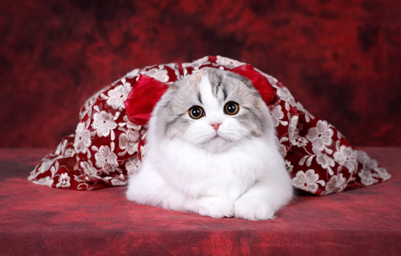 Photo wallpaper cat, look, pose, kitty, background, dress, fold, muzzle