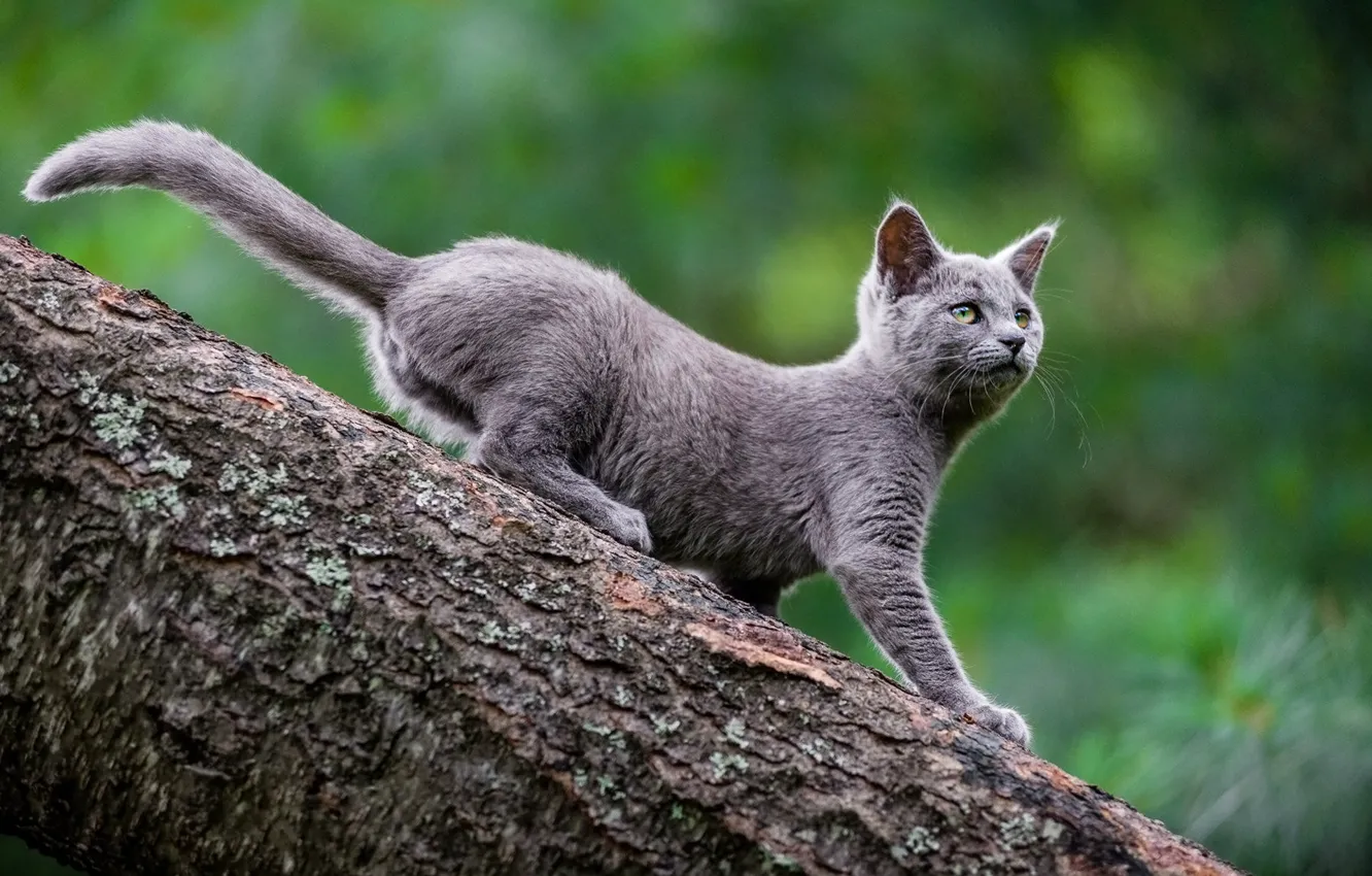 Photo wallpaper cat, trees, nature, green, grey, background, kitty, dendrobates