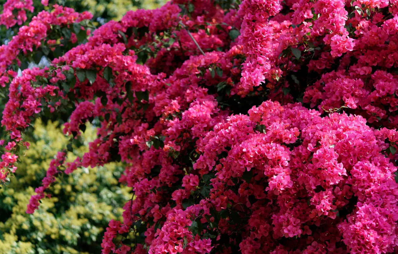 Photo wallpaper exotic, the bushes, raspberry
