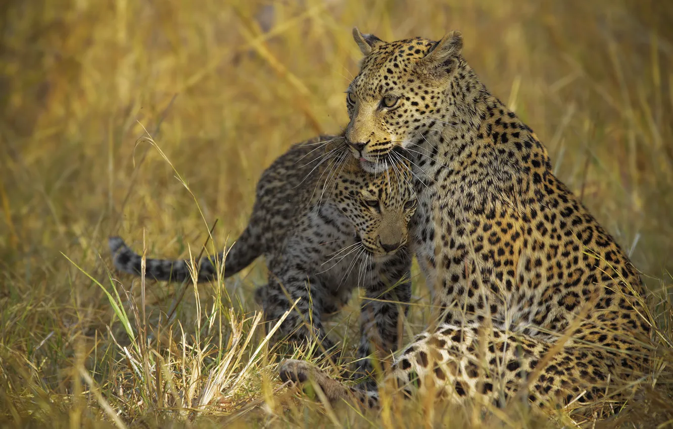Photo wallpaper grass, family, leopard, pair, weasel, cub, two, leopards