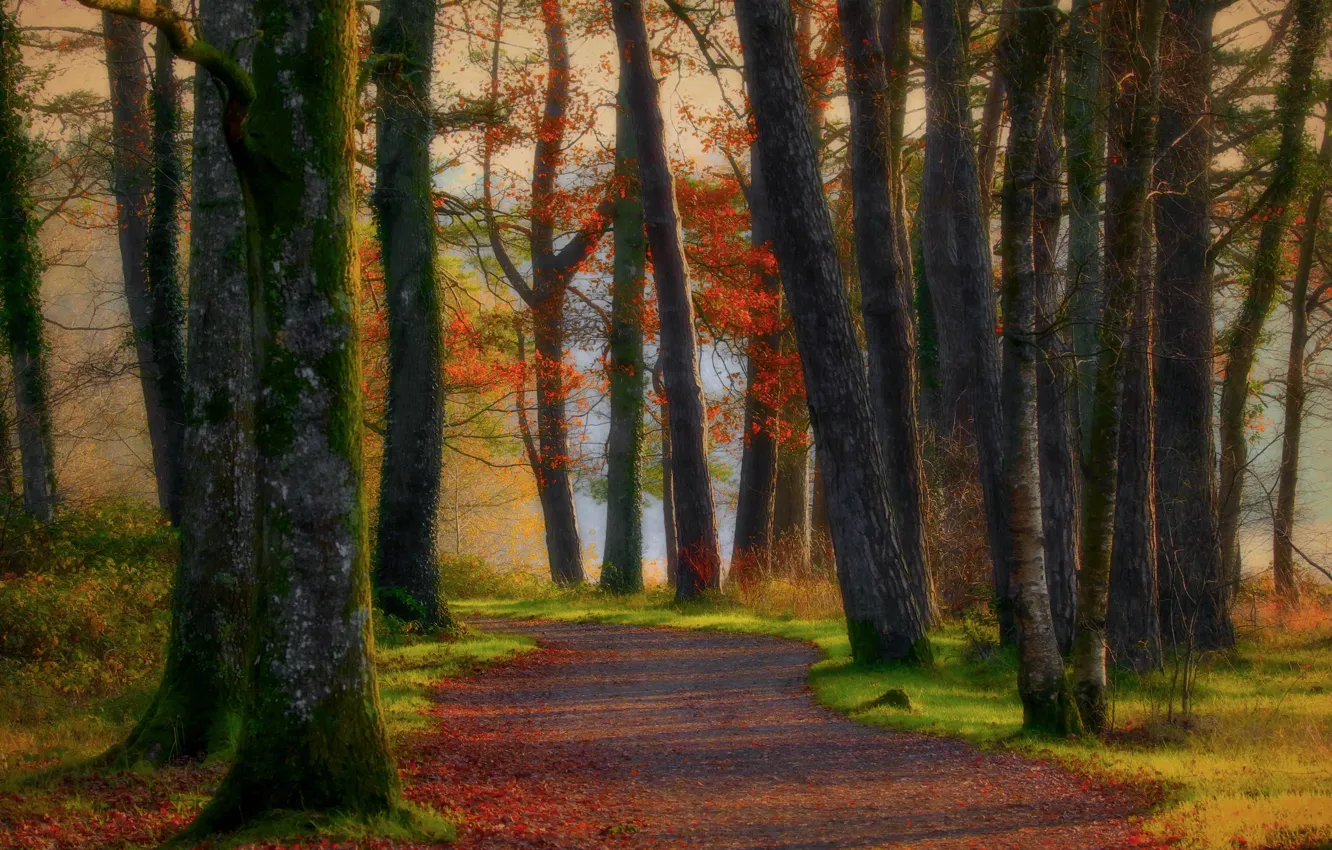 Photo wallpaper autumn, forest, leaves, the sun, trees, Park, shadow, track