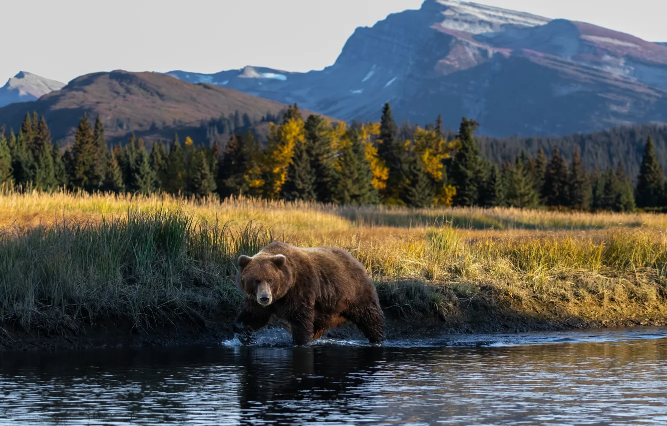 Photo wallpaper forest, shore, bear, pond