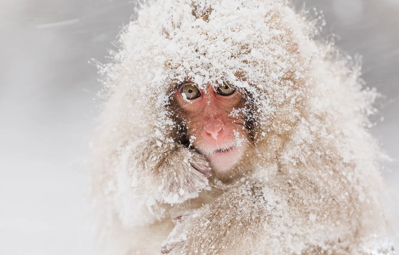 Photo wallpaper winter, look, face, snow, monkey, cub, Blizzard, snowfall