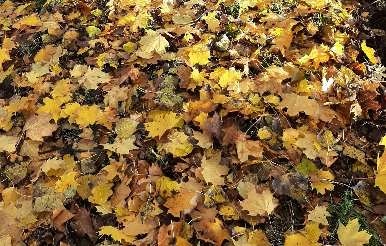 Photo wallpaper autumn, jesienny spacer, fallen leaves