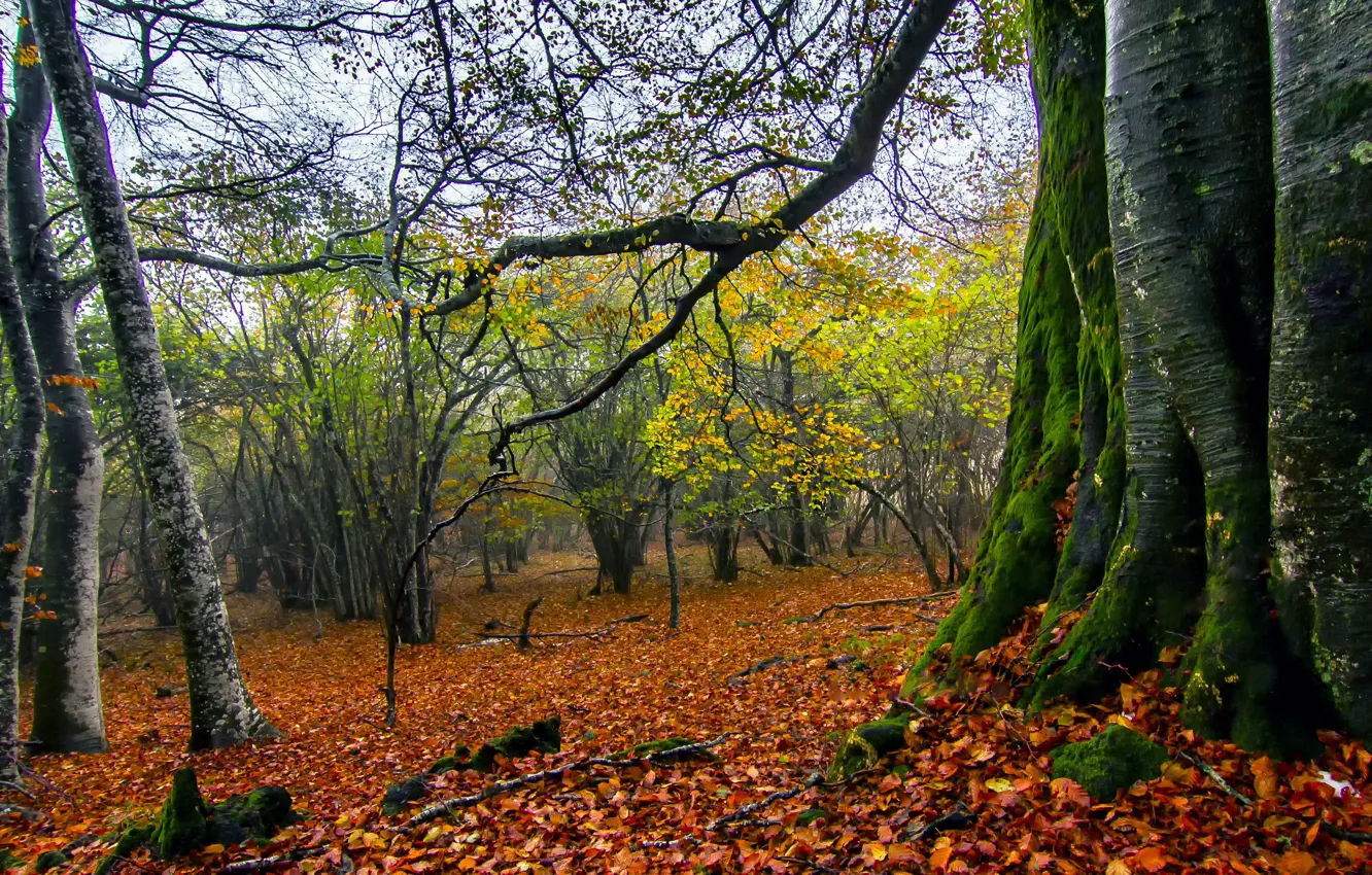 Photo wallpaper autumn, forest, leaves, trees, branches, moss, the bushes