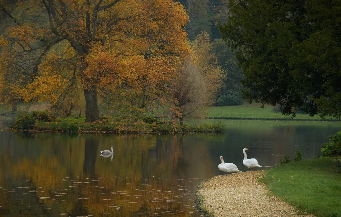 Photo wallpaper autumn, pond, swans