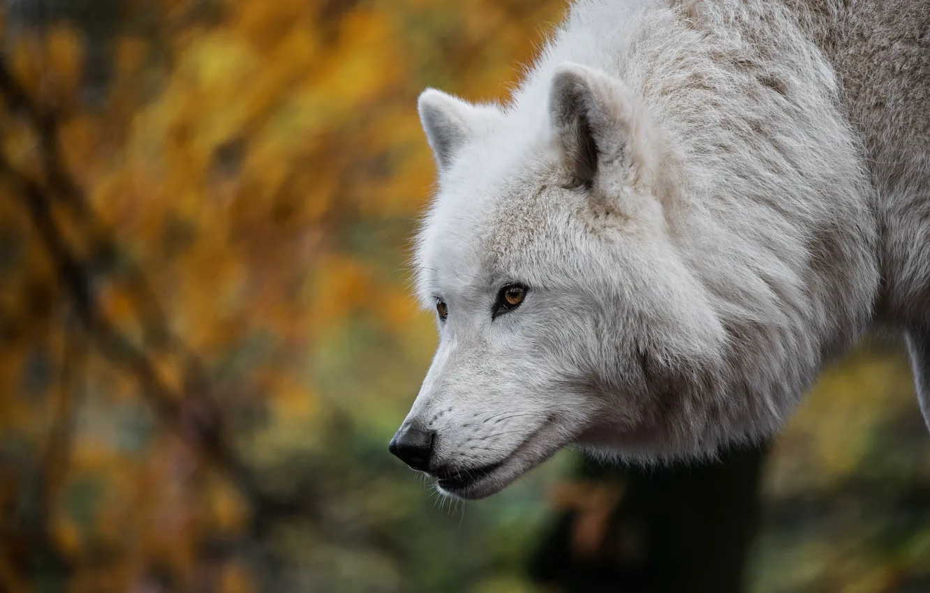 Photo wallpaper face, wolf, bokeh, Arctic wolf, Polar wolf