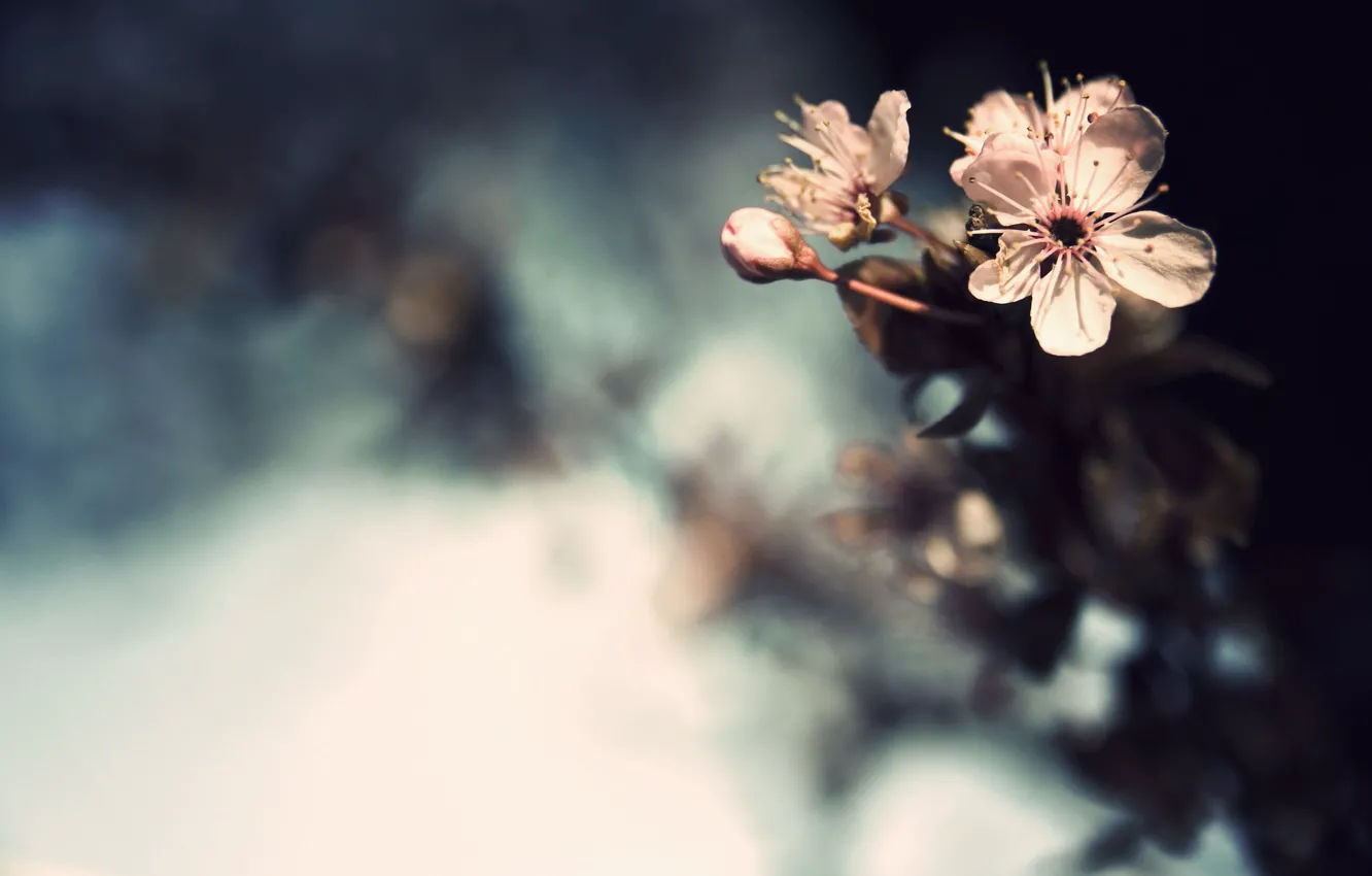 Photo wallpaper flowers, nature, plant
