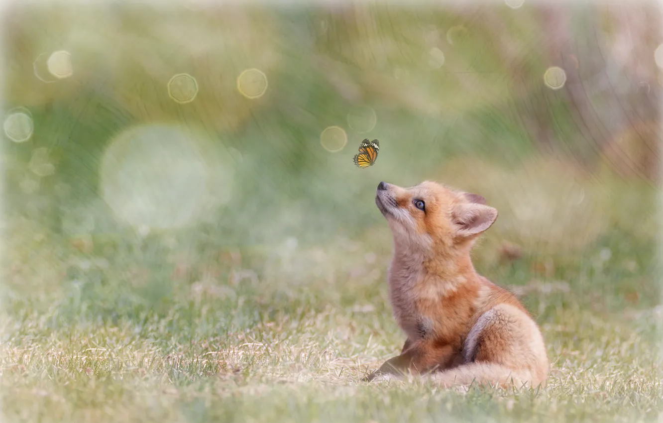 Photo wallpaper nature, butterfly, treatment, Fox, Fox